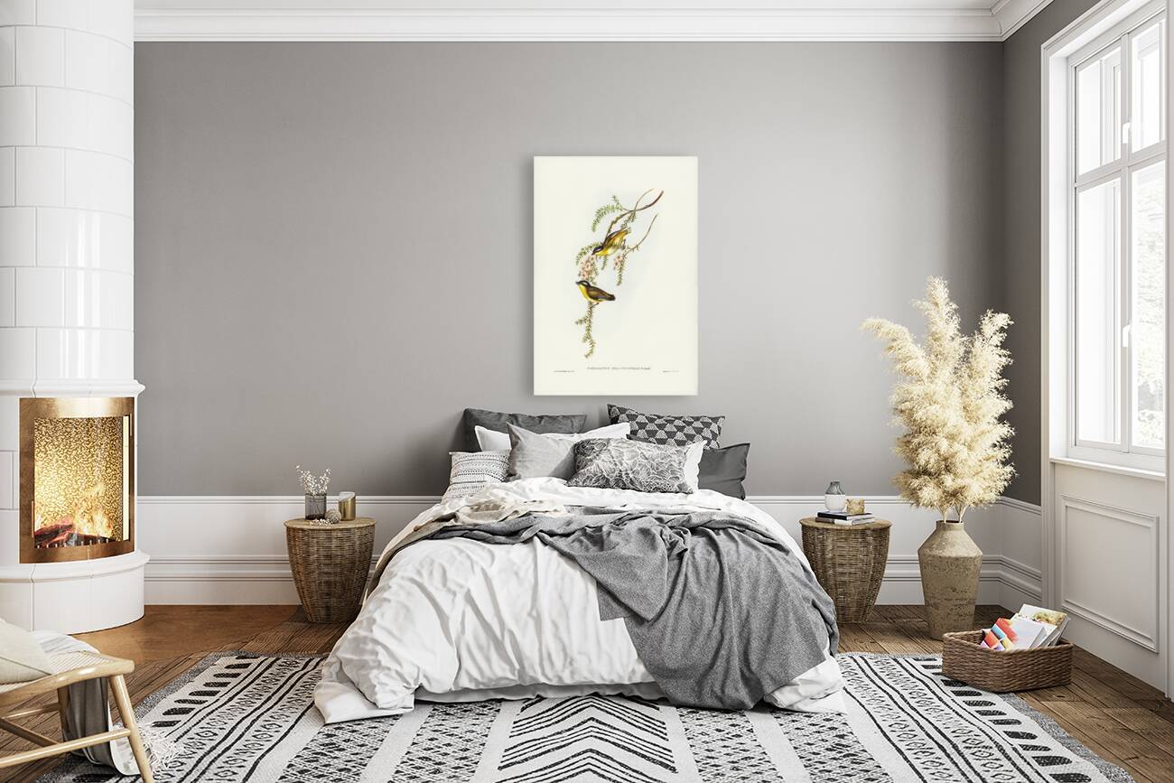 Black-headed Pardalote Pardalotus melanocephalus illustrated by Elizabeth Gould 1804–1841 for John Gould’s 1804-1881 Birds of Australia  Reproduction