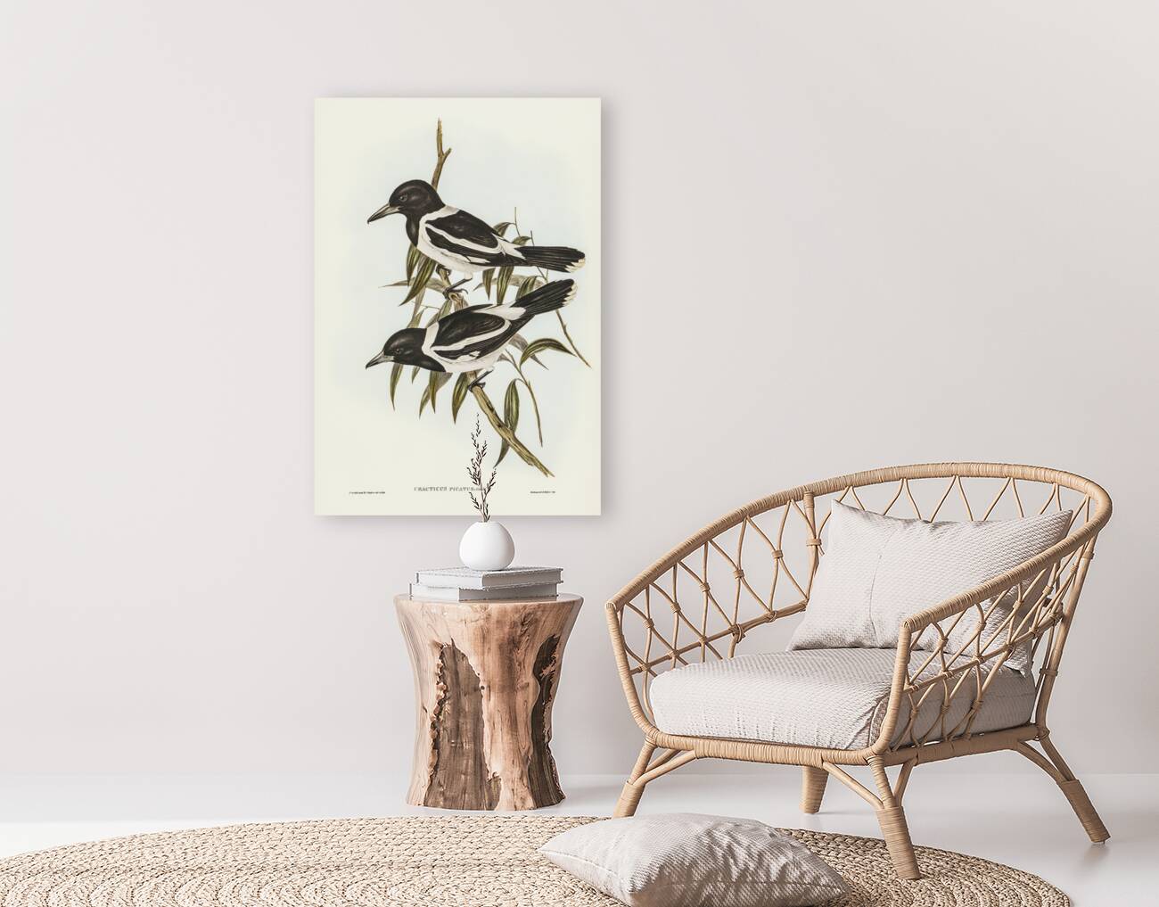 Pied Crow-Shrike Cracticus picatus illustrated by Elizabeth Gould 1804–1841 for John Gould’s 1804-1881 Birds of Australia  Reproduction