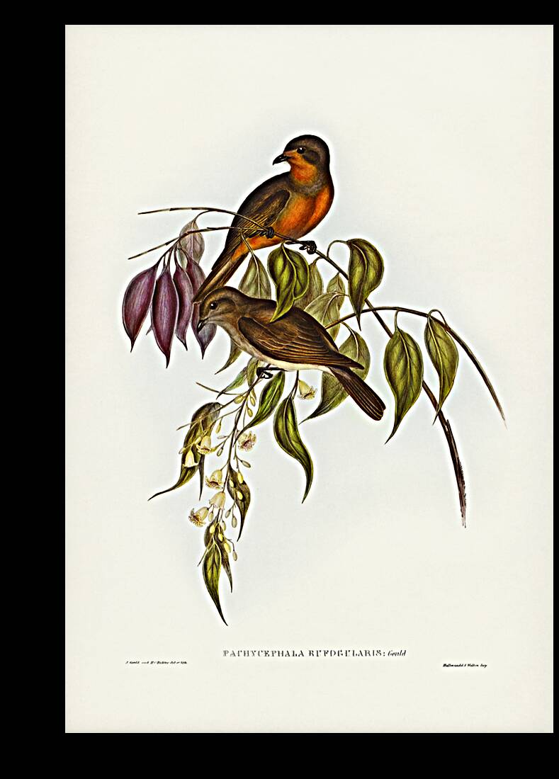 Red-throated Pachycephala Pachycephala rufogularis illustrated by Elizabeth Gould 1804–1841 for John Gould’s 1804-1881 Birds of Australia  Reproduction