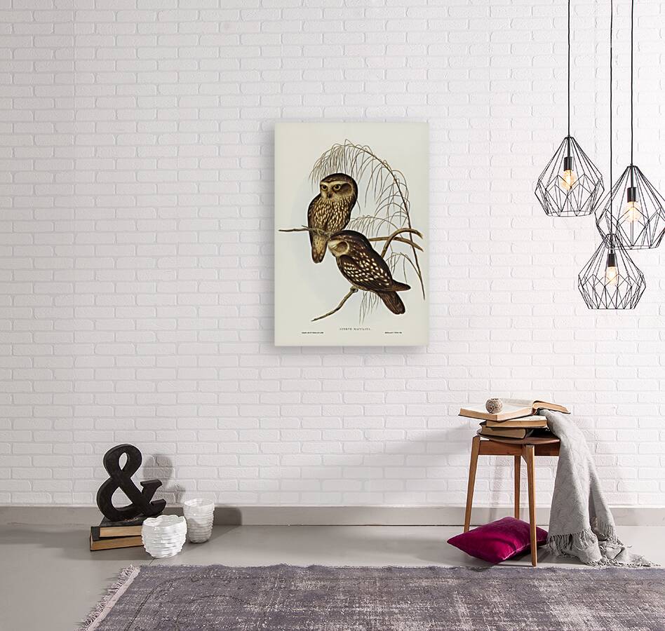 Spotted Owl Athene maculate illustrated by Elizabeth Gould 1804–1841 for John Gould’s 1804-1881 Birds of Australia  Reproduction