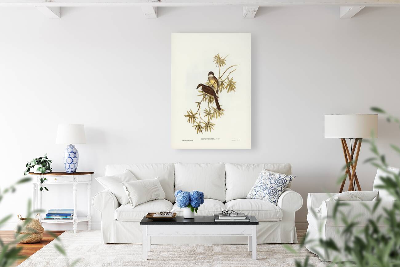 Northern Fantail Rhipidura isura illustrated by Elizabeth Gould 1804–1841 for John Gould’s 1804-1881 Birds of Australia  Reproduction