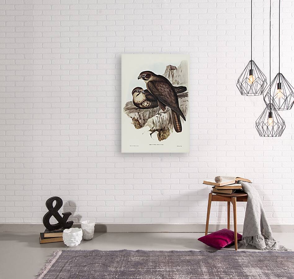 Brown Hawk Ieracidea Berigora illustrated by Elizabeth Gould 1804–1841 for John Gould’s 1804-1881 Birds of Australia  Reproduction