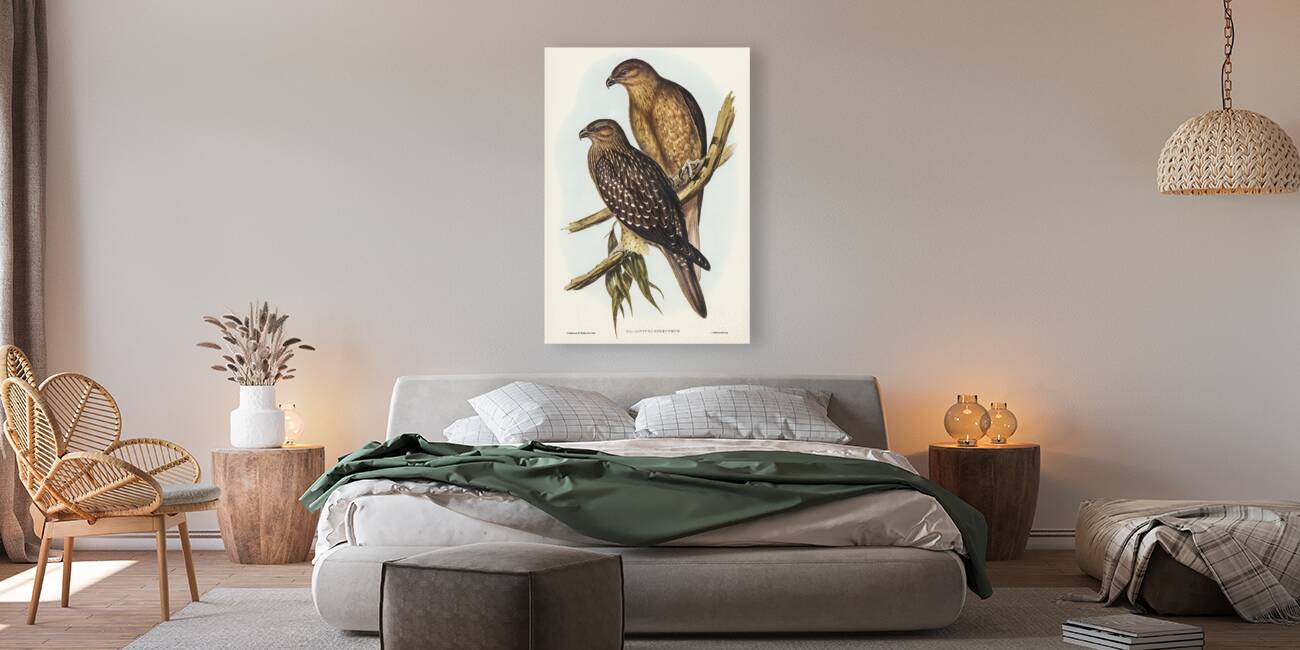 Whistling eagle illustrated by Elizabeth Gould 1804–1841 for John Gould’s 1804-1881 Birds of Australia  Reproduction