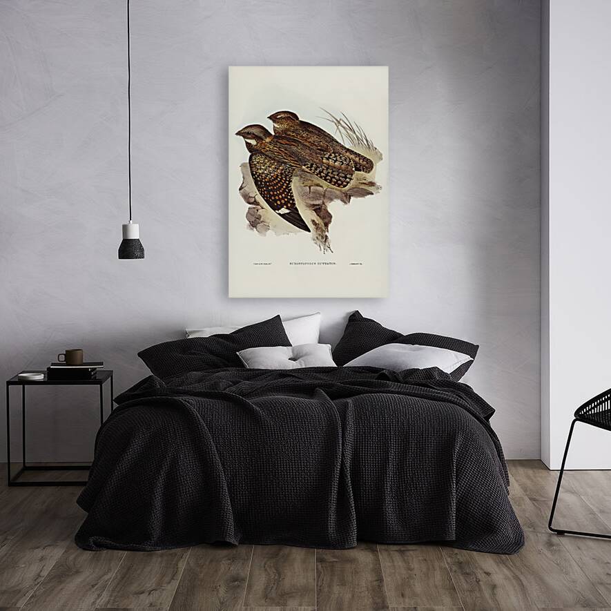 Spotted Goat-sucker Eurostopodus guttatus illustrated by Elizabeth Gould 1804–1841 for John Gould’s 1804-1881 Birds of Australia  Reproduction