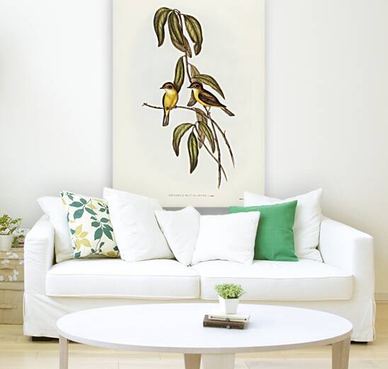 Yellow-bellied flycatcher Microeca flavigaster illustrated by Elizabeth Gould 1804–1841 for John Gould’s 1804-1881 Birds of Australia  Reproduction