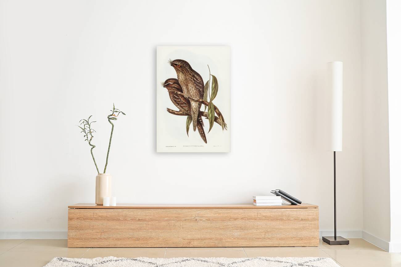 Black-Breasted Buzzard Buteo melanosternon illustrated by Elizabeth Gould 1804–1841 for John Gould’s 1804-1881 Birds of Australia  Reproduction