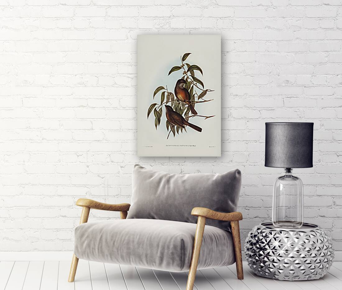 Olivaceous Pachycephala Pachycephala olivacea Vig&Horsf illustrated by Elizabeth Gould 1804–1841 for John Gould’s 1804-1881 Birds of Australia  Reproduction