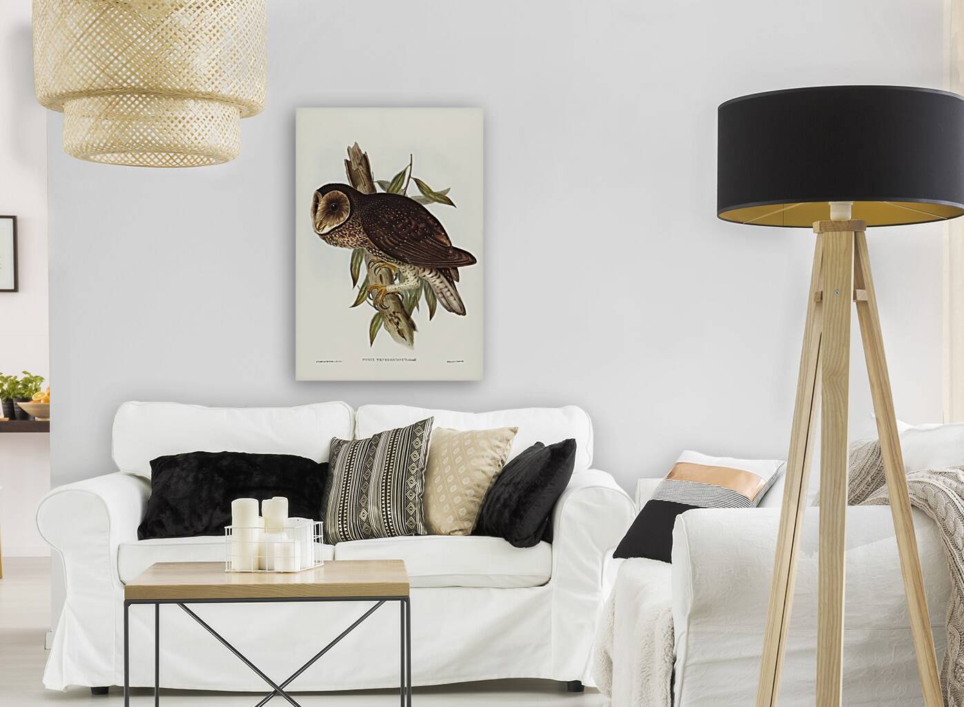 Sooty Owl Strix tenebricosus Gould illustrated by Elizabeth Gould 1804–1841 for John Gould’s 1804-1881 Birds of Australia  Reproduction