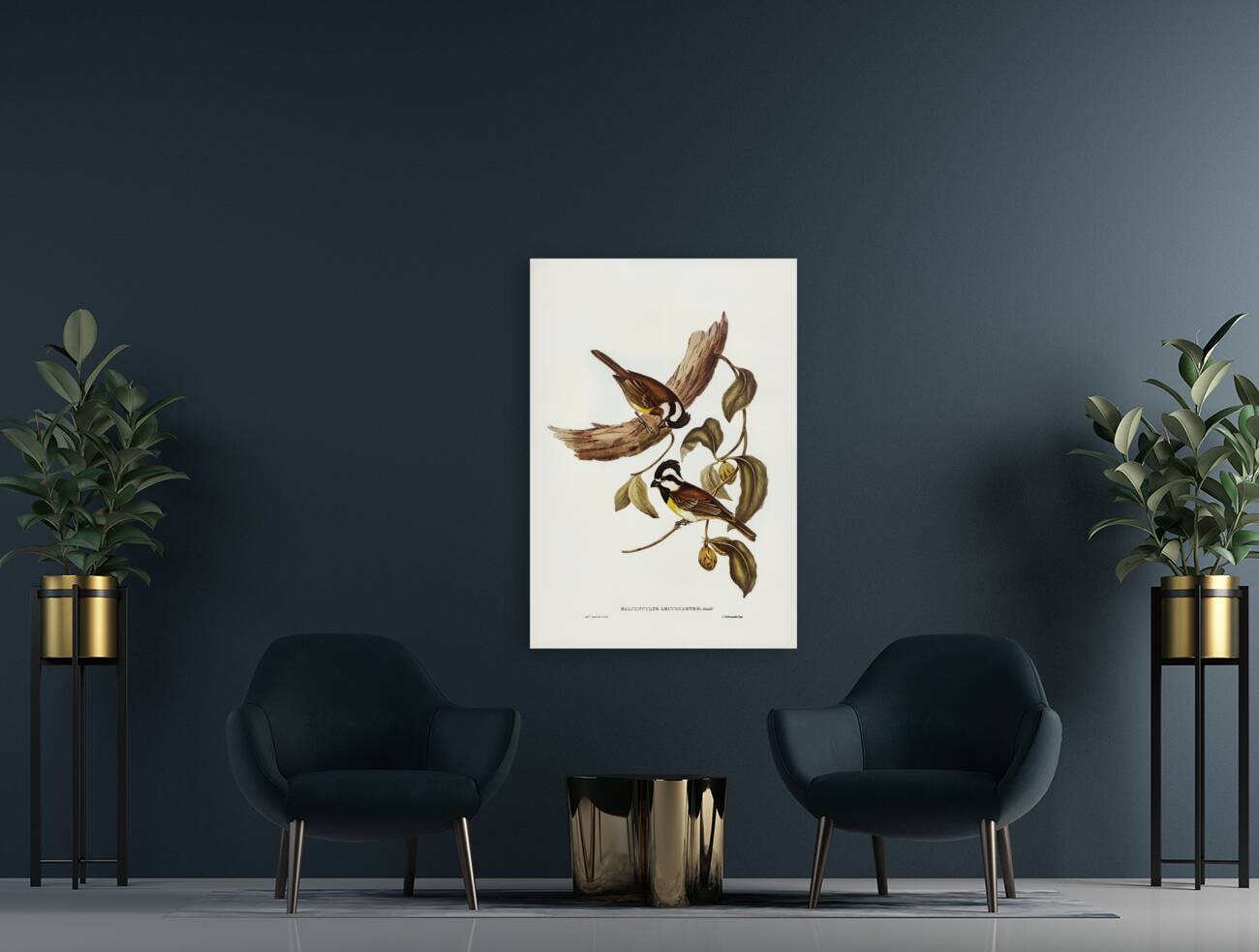 White-bellied Shrike-Tit Falcunculus leucogaster illustrated by Elizabeth Gould 1804–1841 for John Gould’s 1804-1881 Birds of Australia  Reproduction