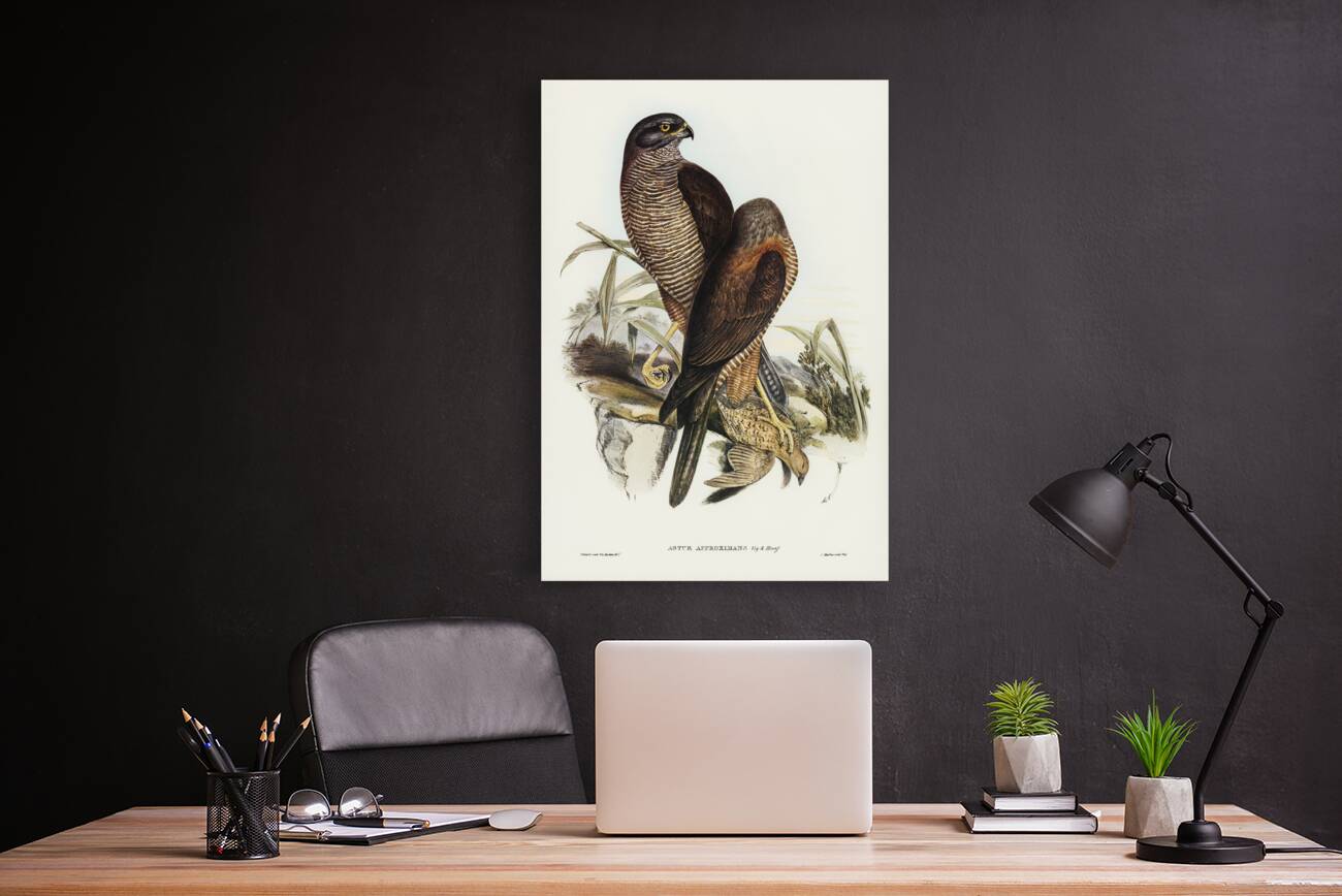 Australian Goshawk Astur approximans illustrated by Elizabeth Gould 1804–1841 for John Gould’s 1804-1881 Birds of Australia  Reproduction