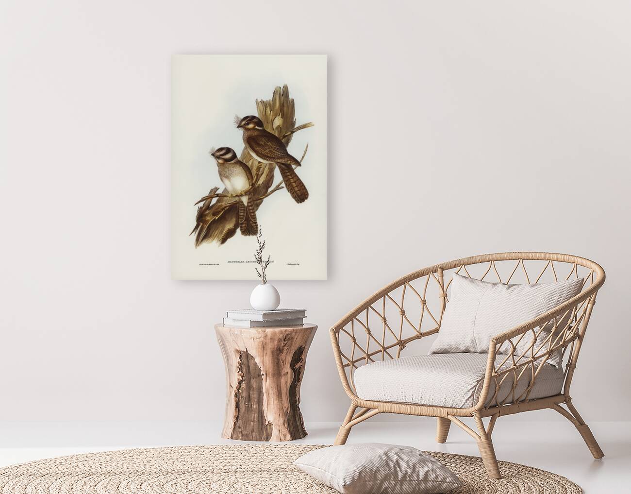 White-bellied Owlet Nightjar Aegotheles leucogaster Gould illustrated by Elizabeth Gould 1804–1841 for John Gould’s 1804-1881 Birds of Australia  Reproduction