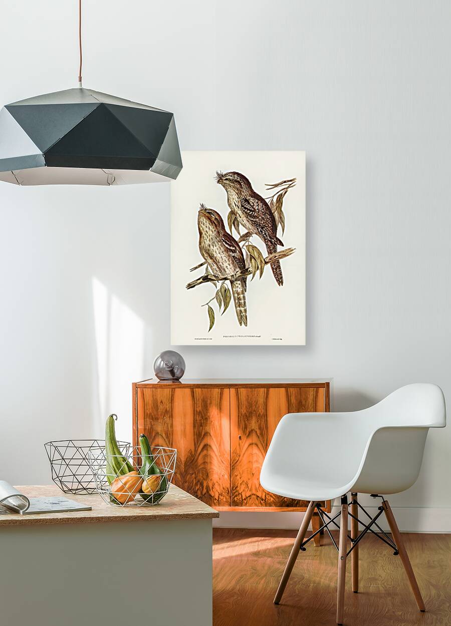 Podargus Phalaenoides and Moth-plumaged Podargus Gould Iillustrated by Elizabeth Gould 1804–1841 for John Gould’s 1804-1881 Birds of Australia  Reproduction