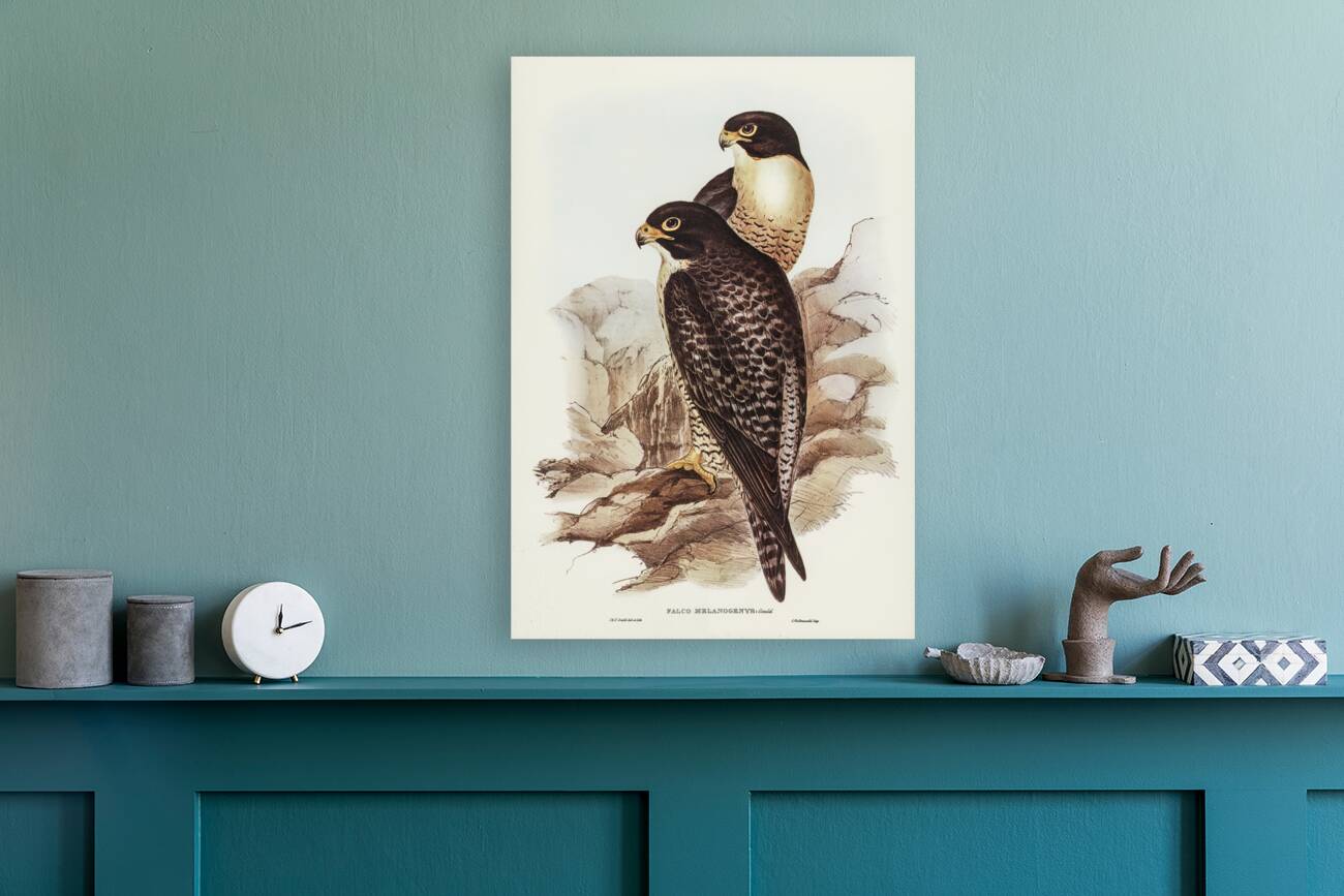 Black-cheeked Falcon Falco melanogenys illustrated by Elizabeth Gould 1804–1841 for John Gould’s 1804-1881 Birds of Australia  Reproduction