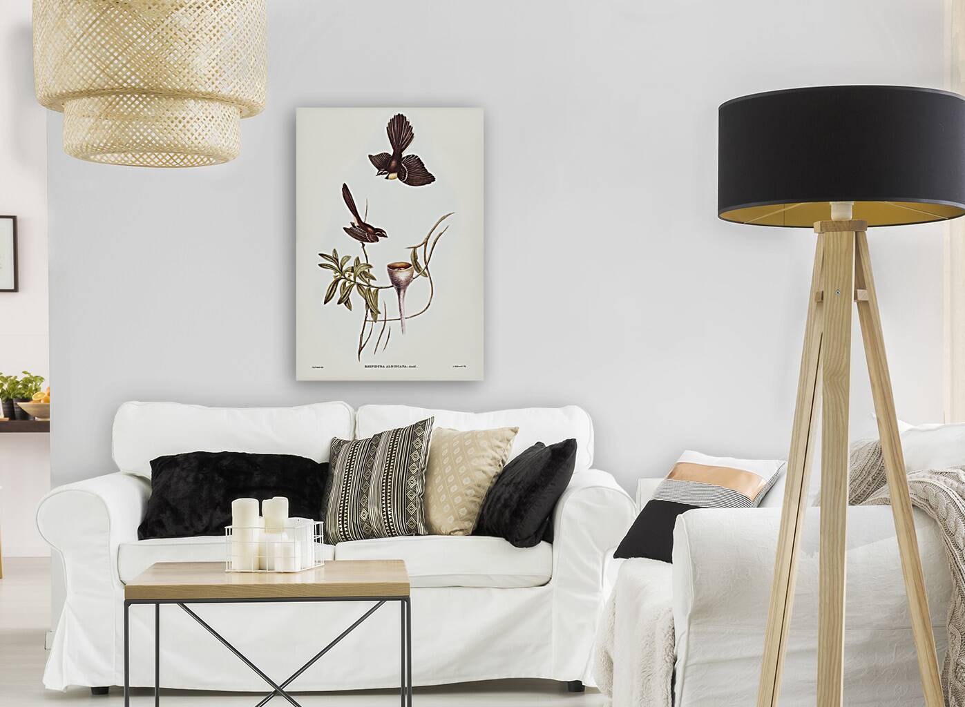 White-shafted Fantail Rhipidura albiscapa illustrated by Elizabeth Gould 1804–1841 for John Gould’s 1804-1881 Birds of Australia  Reproduction