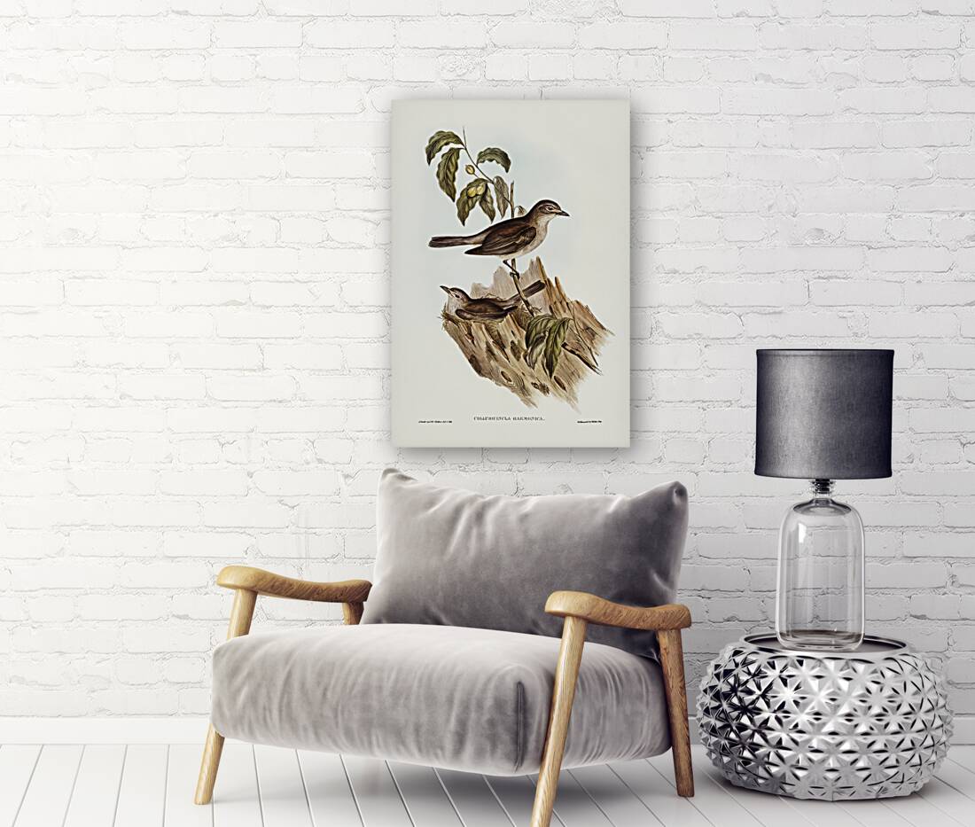 Harmonious Colluricincla Colluricincla harmonica illustrated by Elizabeth Gould 1804–1841 for John Gould’s 1804-1881 Birds of Australia  Reproduction