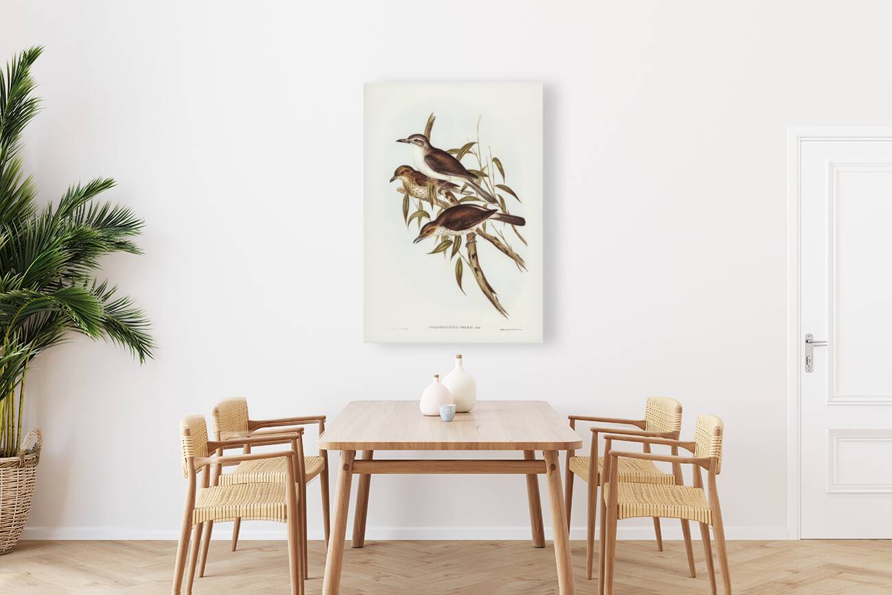 Selby’s Colluricincla Colluricincla Selbii illustrated by Elizabeth Gould 1804–1841 for John Gould’s 1804-1881 Birds of Australia  Reproduction