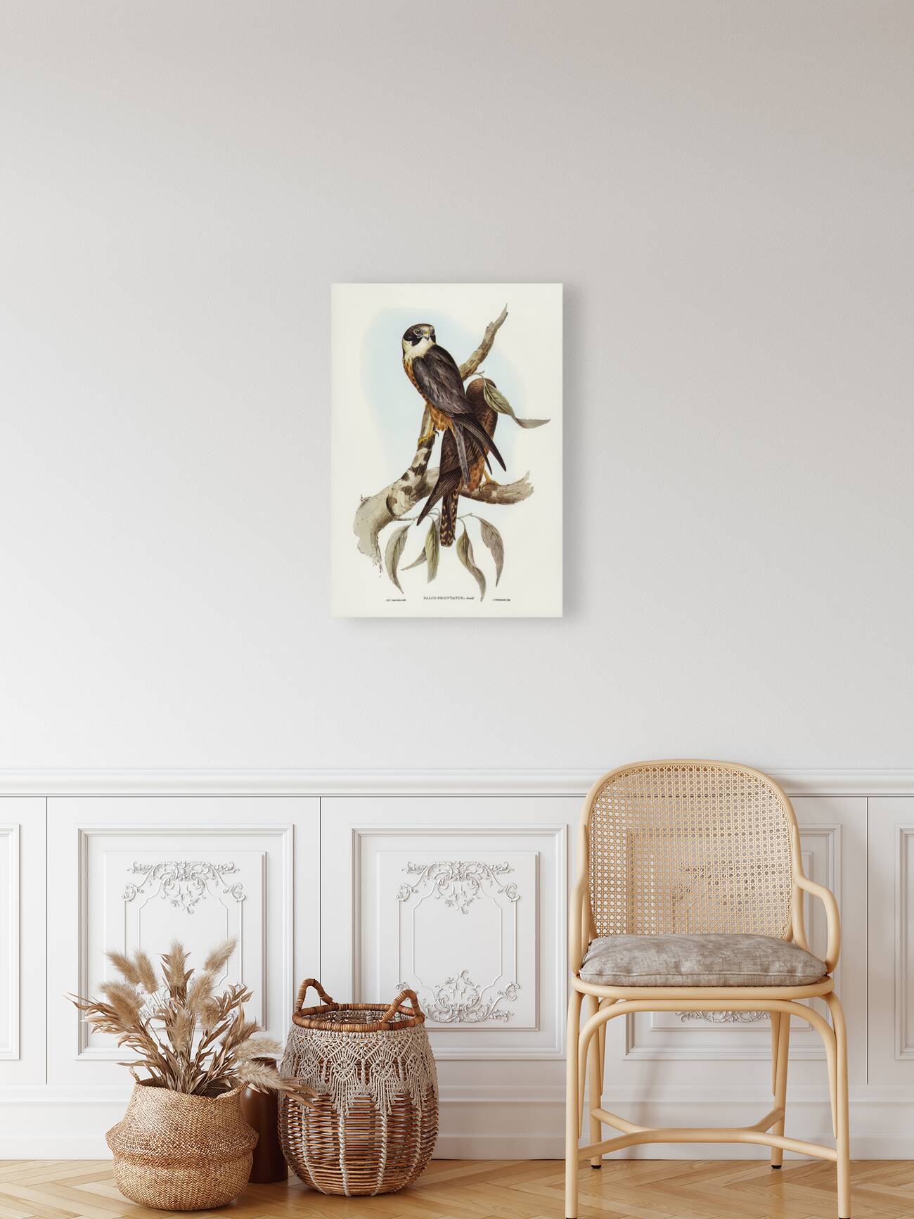 Falcon illustrated by Elizabeth Gould 1804–1841 for John Gould’s 1804-1881 Birds of Australia  Reproduction