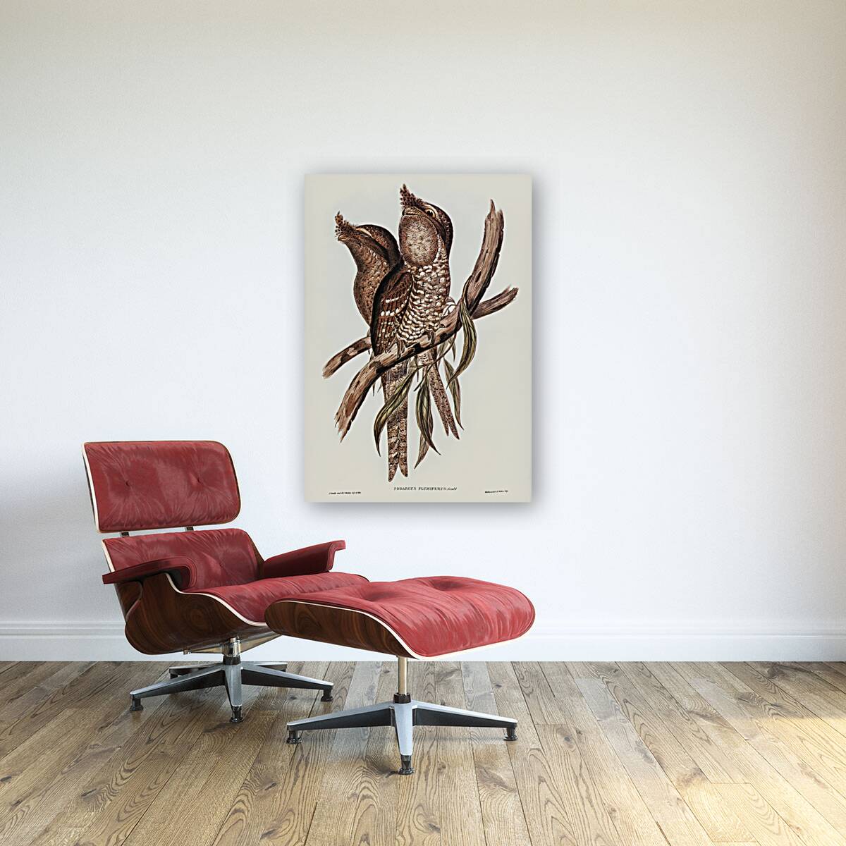 Plumed Podargus Podargus plumiferus illustrated by Elizabeth Gould 1804–1841 for John Gould’s 1804-1881 Birds of Australia  Reproduction