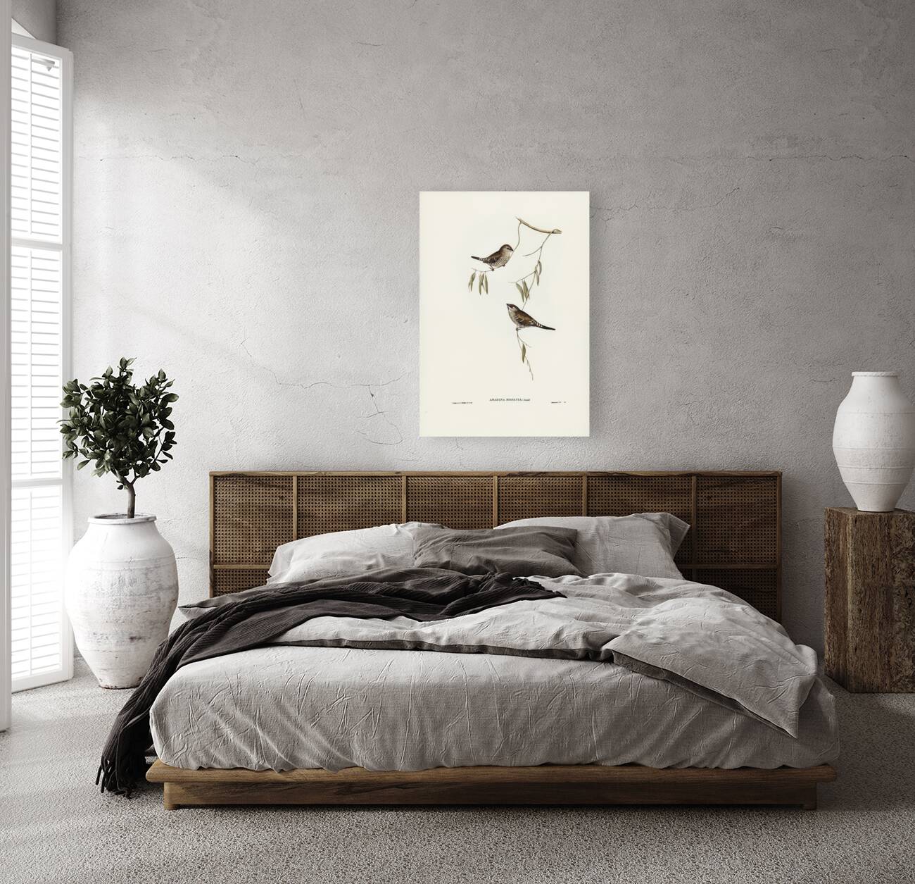 Plain-coloured Finch Amadina modesta illustrated by Elizabeth Gould 1804–1841 for John Gould’s 1804-1881 Birds of Australia  Reproduction