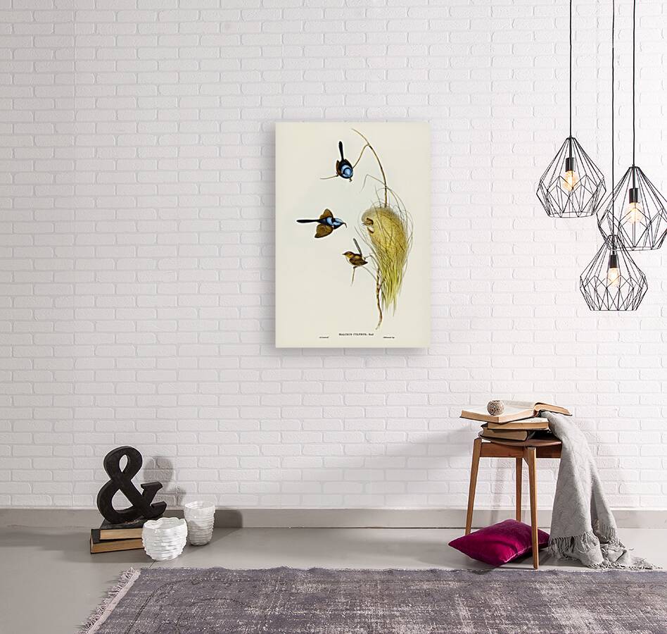 Blue Wren Malurus cyaneus illustrated by Elizabeth Gould 1804–1841 for John Gould’s 1804-1881 Birds of Australia  Reproduction