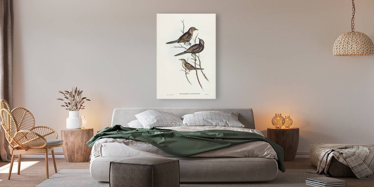 Black-breasted Songlark Cincloramphus cantillans illustrated by Elizabeth Gould 1804–1841 for John Gould’s 1804-1881 Birds of Australia  Reproduction