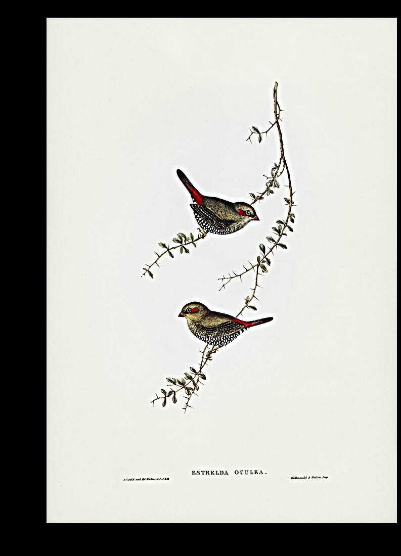Red-eared Finch Estrelda oculea illustrated by Elizabeth Gould 1804–1841 for John Gould’s 1804-1881 Birds of Australia  Reproduction