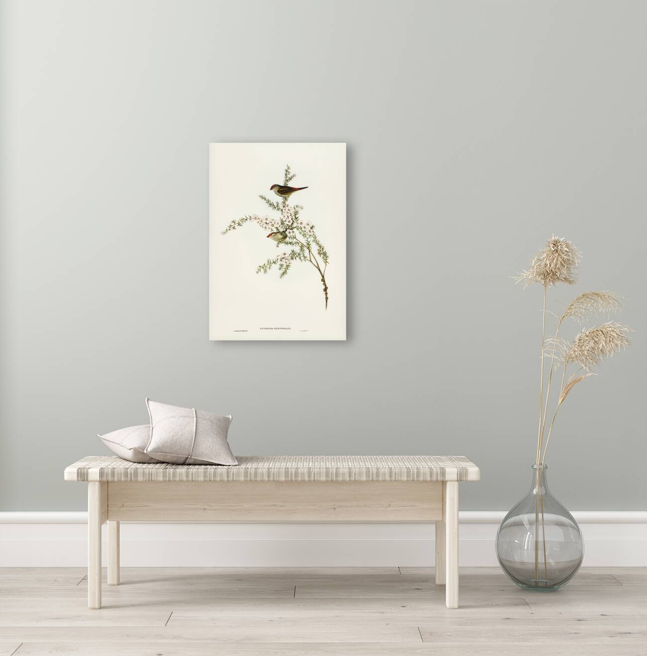 Red-eyebrowed Finch Estrelda temporalis  illustrated by Elizabeth Gould 1804–1841 for John Gould’s 1804-1881 Birds of Australia  Reproduction