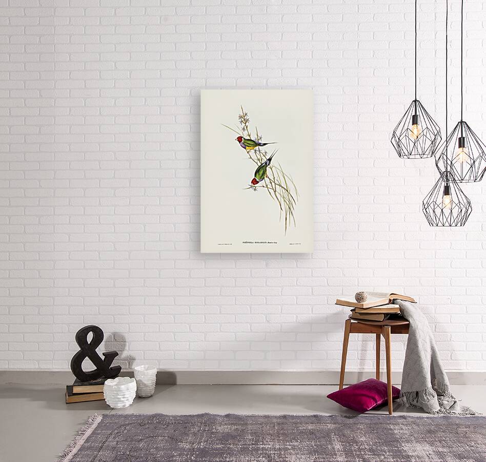 Beautiful Grass Finch Poephila mirabilis Homb&Jacq illustrated by Elizabeth Gould 1804–1841 for John Gould’s 1804-1881 Birds of Australia  Reproduction