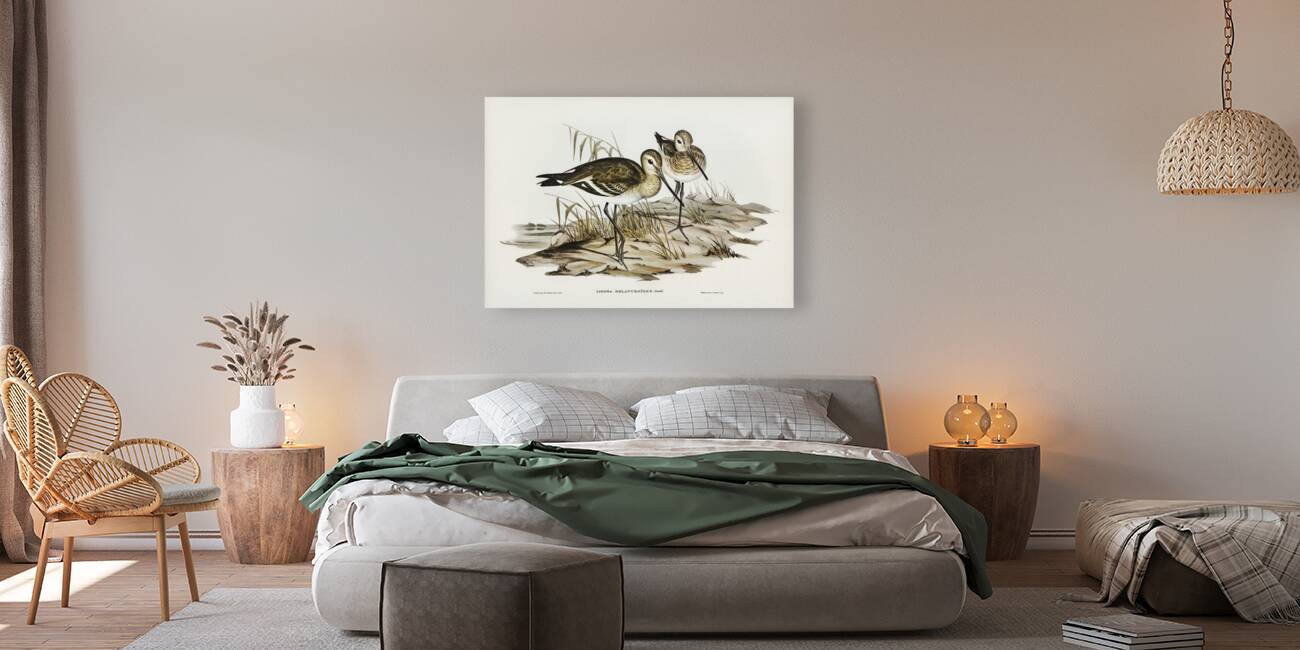 Black-tailed Godwit Limosa Melanuroides illustrated by Elizabeth Gould 1804–1841 for John Gould’s 1804-1881 Birds of Australia  Reproduction