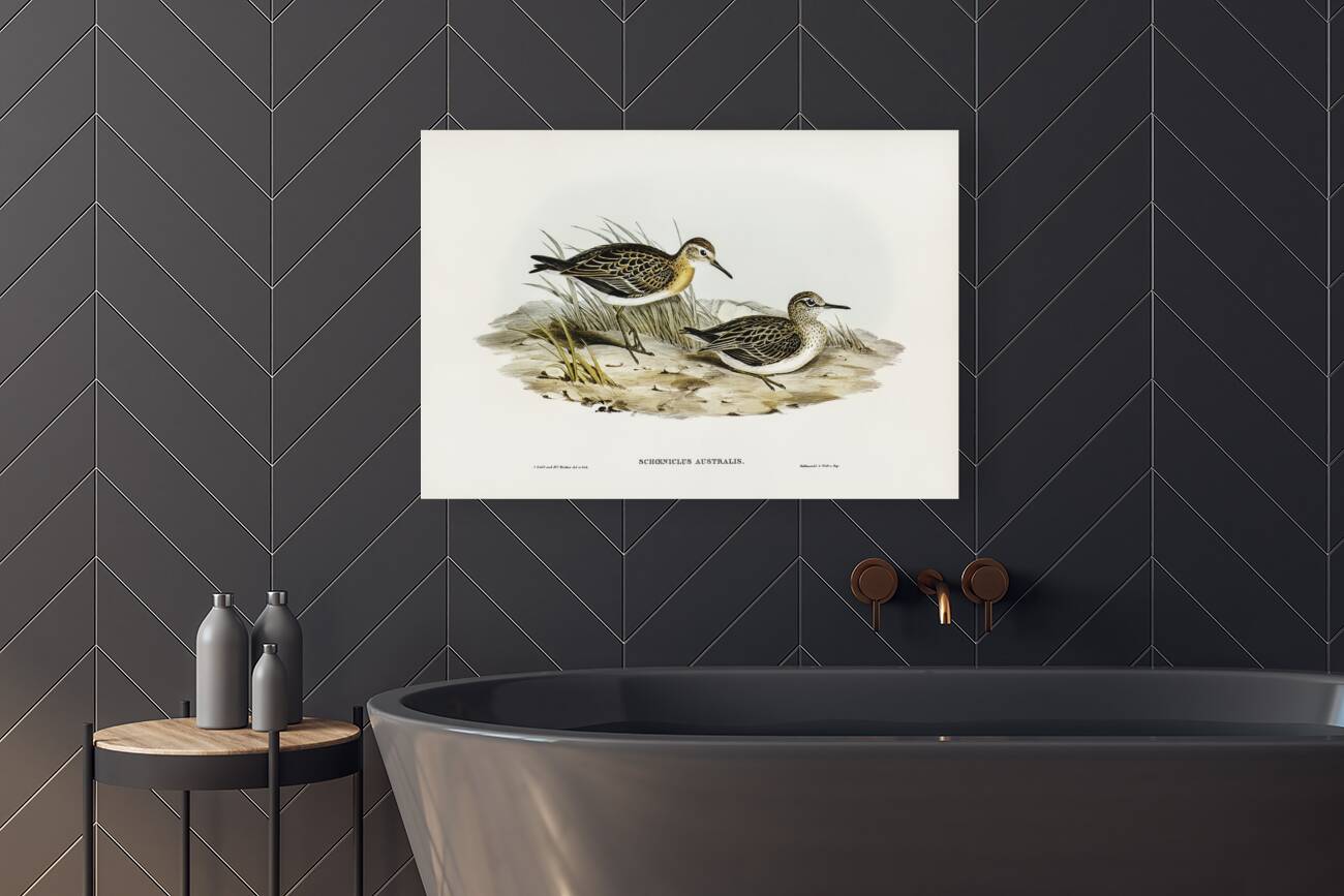 Australian Tringa Schoeniclus Australis illustrated by Elizabeth Gould 1804–1841 for John Gould’s 1804-1881 Birds of Australia  Reproduction