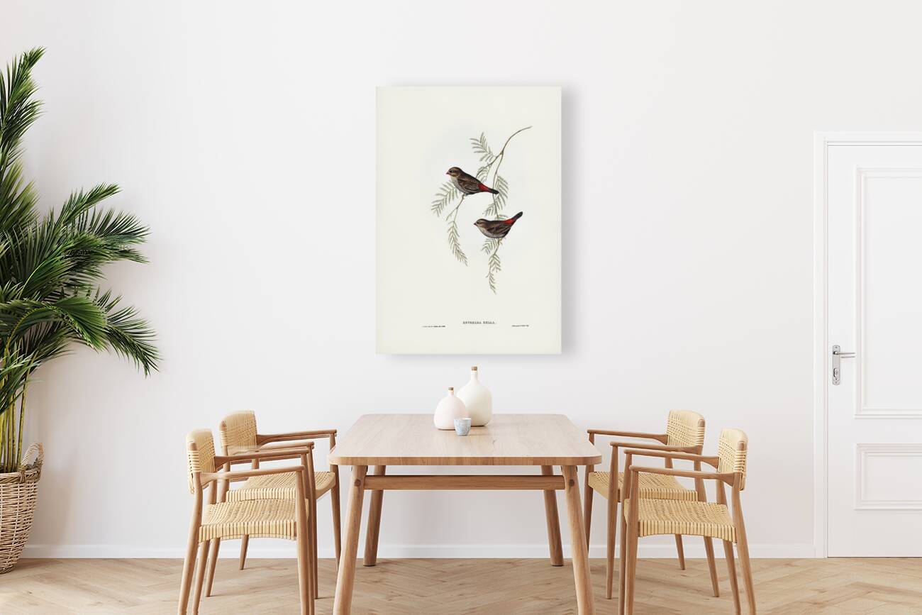 Fire-tailed Finch illustrated by Elizabeth Gould 1804–1841 for John Gould’s 1804-1881 Birds of Australia  Reproduction