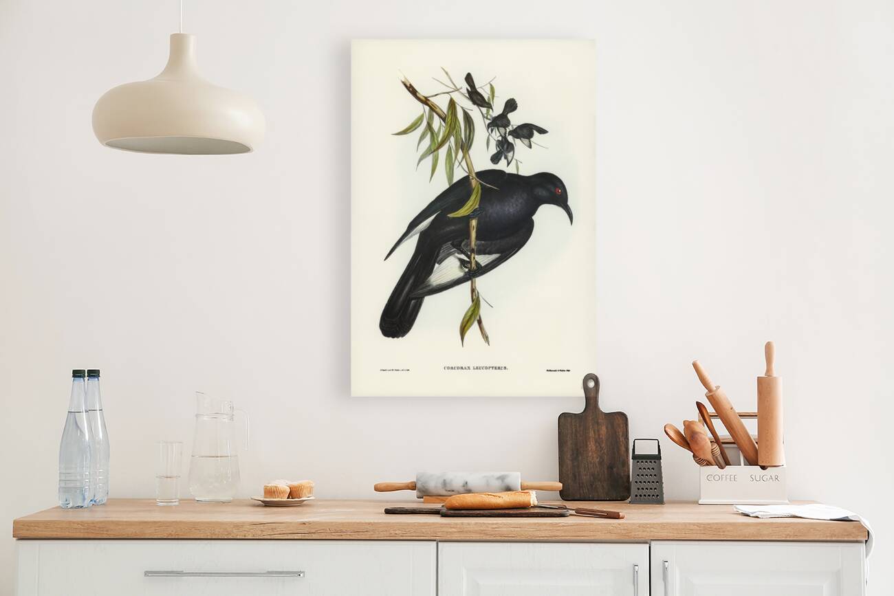 White-winged Chough Corcorax leucopterus illustrated by Elizabeth Gould 1804–1841 for John Gould’s 1804-1881 Birds of Australia  Reproduction