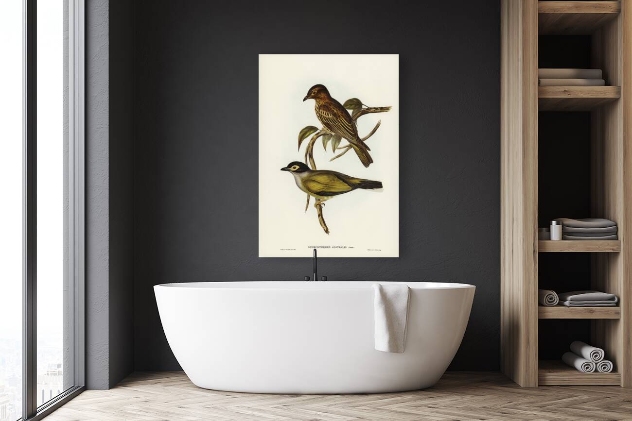 Australian Sphecotheres Sphecotheres Australis illustrated by Elizabeth Gould 1804–1841 for John Gould’s 1804-1881 Birds of Australia  Reproduction