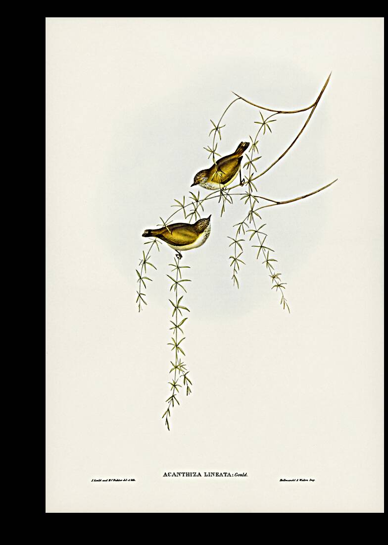 Australian Sphecotheres Sphecotheres Australis illustrated by Elizabeth Gould 1804–1841 for John Gould’s 1804-1881 Birds of Australia  Reproduction