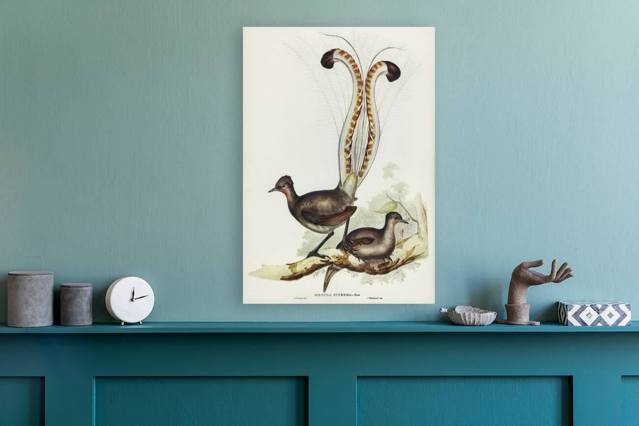 Lyre Bird Menura superba illustrated by Elizabeth Gould 1804–1841 for John Gould’s 1804-1881 Birds of Australia  Reproduction