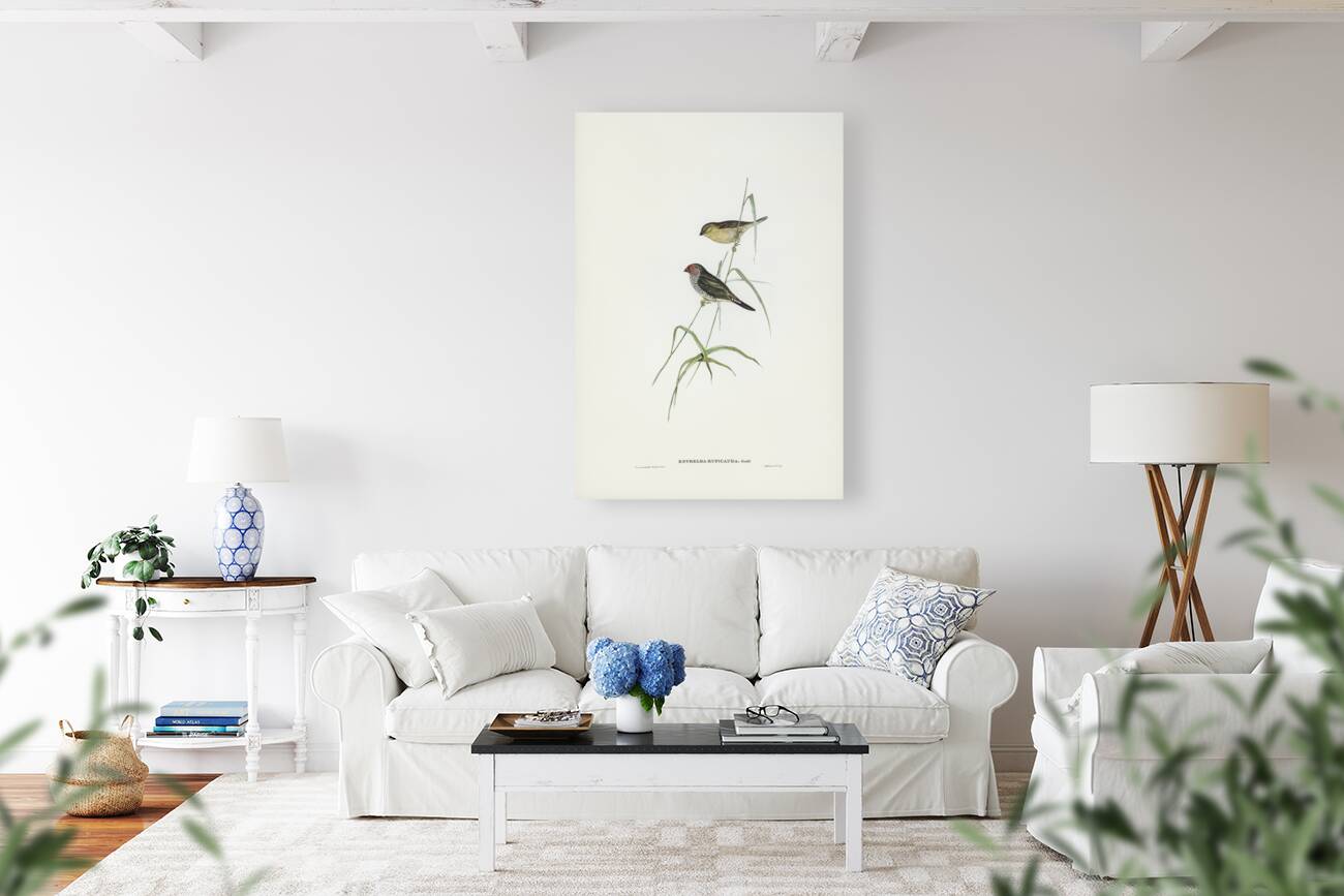 Red-tailed Finch Estrelda ruficauda illustrated by Elizabeth Gould 1804–1841 for John Gould’s 1804-1881 Birds of Australia  Reproduction