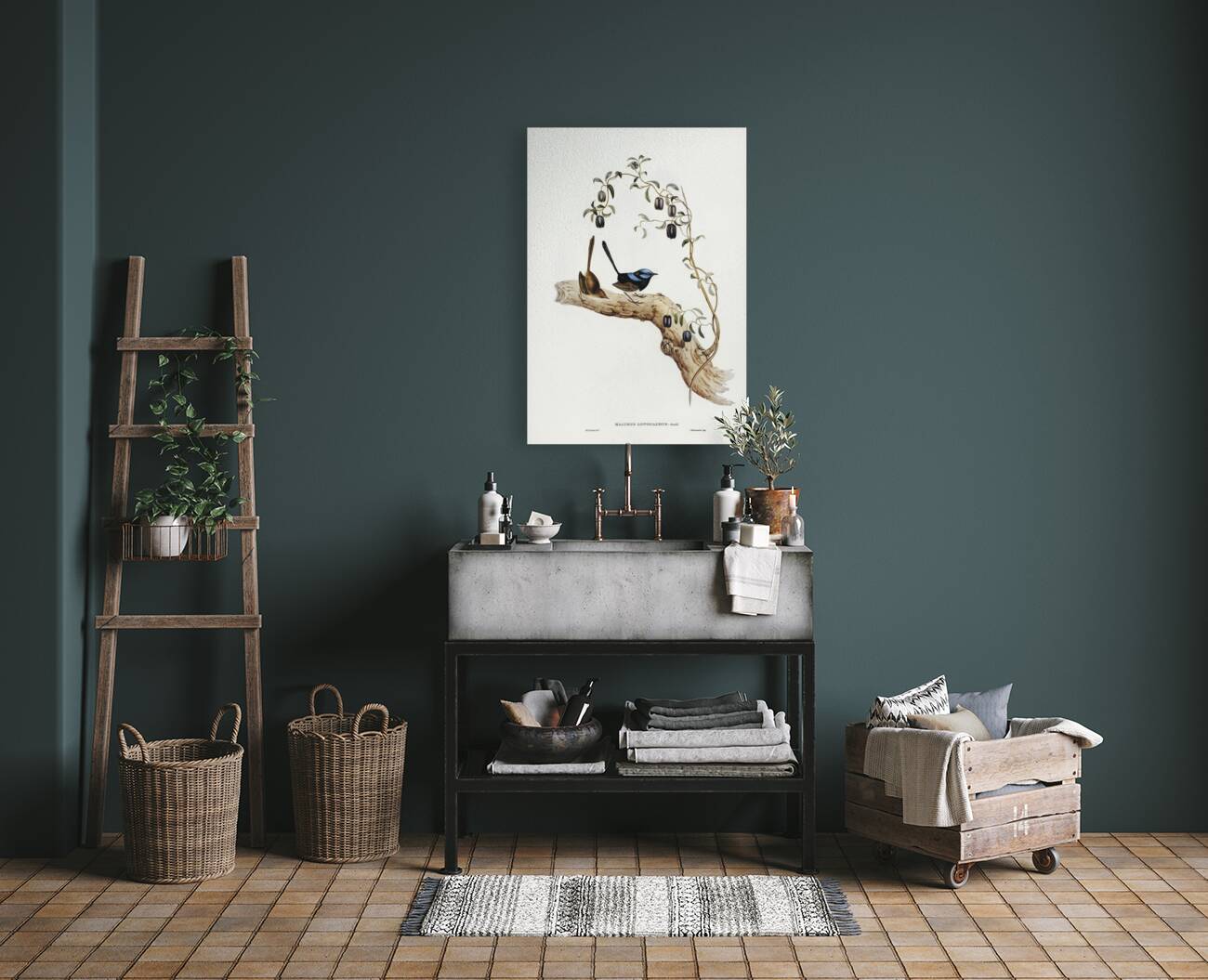 Long-tailed Wren Malurus longicaudus illustrated by Elizabeth Gould 1804–1841 for John Gould’s 1804-1881 Birds of Australia  Reproduction