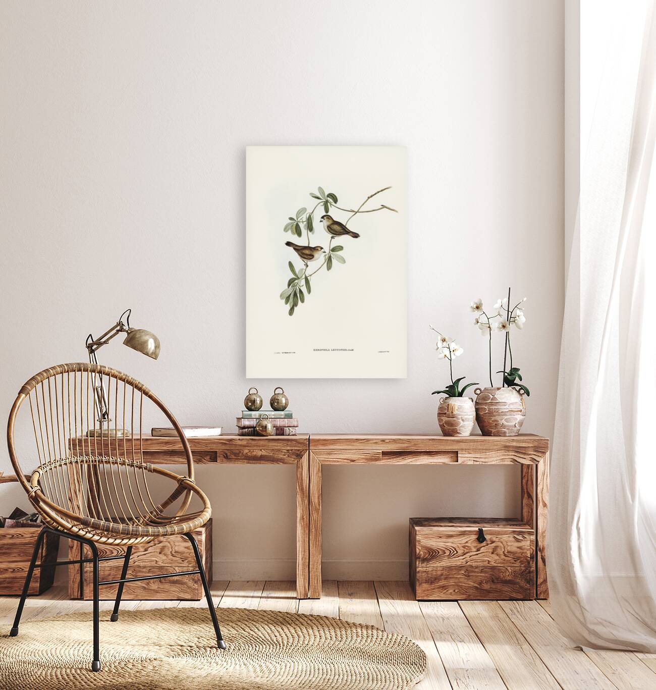 White-faced Xerophila Xerophila leucopsis illustrated by Elizabeth Gould 1804–1841 for John Gould’s 1804-1881 Birds of Australia  Reproduction