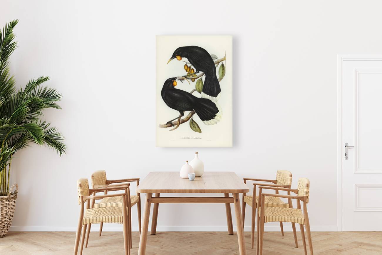 Gould&39s Neomorpha Neomorpha Gouldii illustrated by Elizabeth Gould 1804–1841 for John Gould’s 1804-1881 Birds of Australia  Reproduction