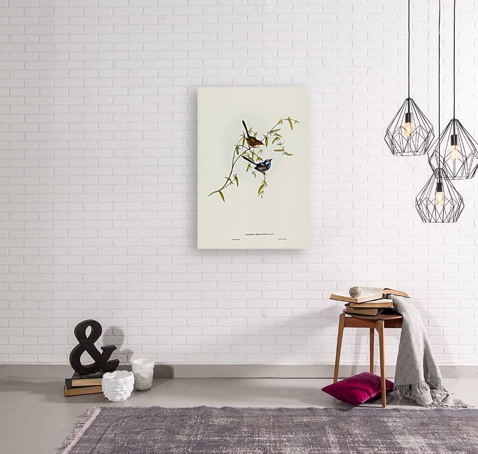 Black-backed Wren Malurus melanotus illustrated by Elizabeth Gould 1804–1841 for John Gould’s 1804-1881 Birds of Australia  Reproduction