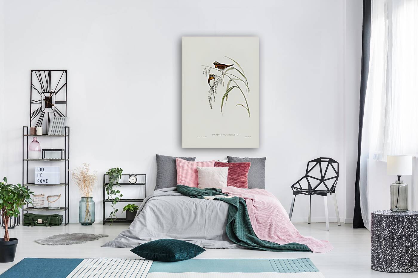 Chestnut-breasted Finch Donacola castaneothorax illustrated by Elizabeth Gould 1804–1841 for John Gould’s 1804-1881 Birds of Australia  Reproduction