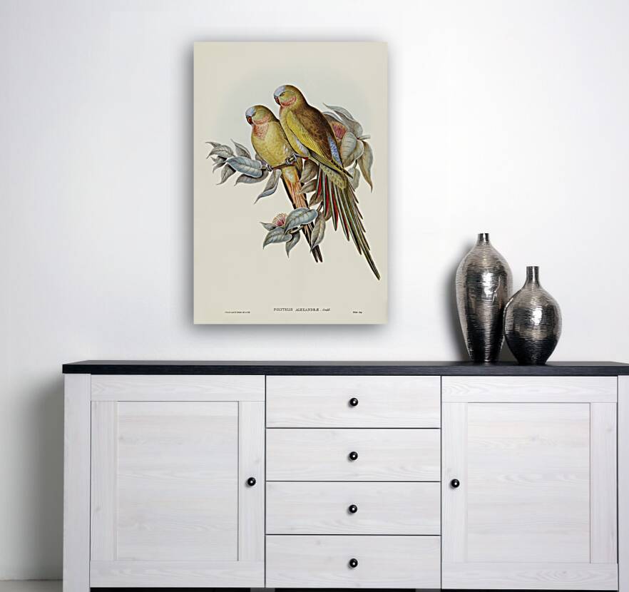 The Princess of Wales&39s Parakeet Polytelis Alexandrae illustrated by Elizabeth Gould 1804–1841 for John Gould’s 1804-1881 Birds of Australia  Reproduction