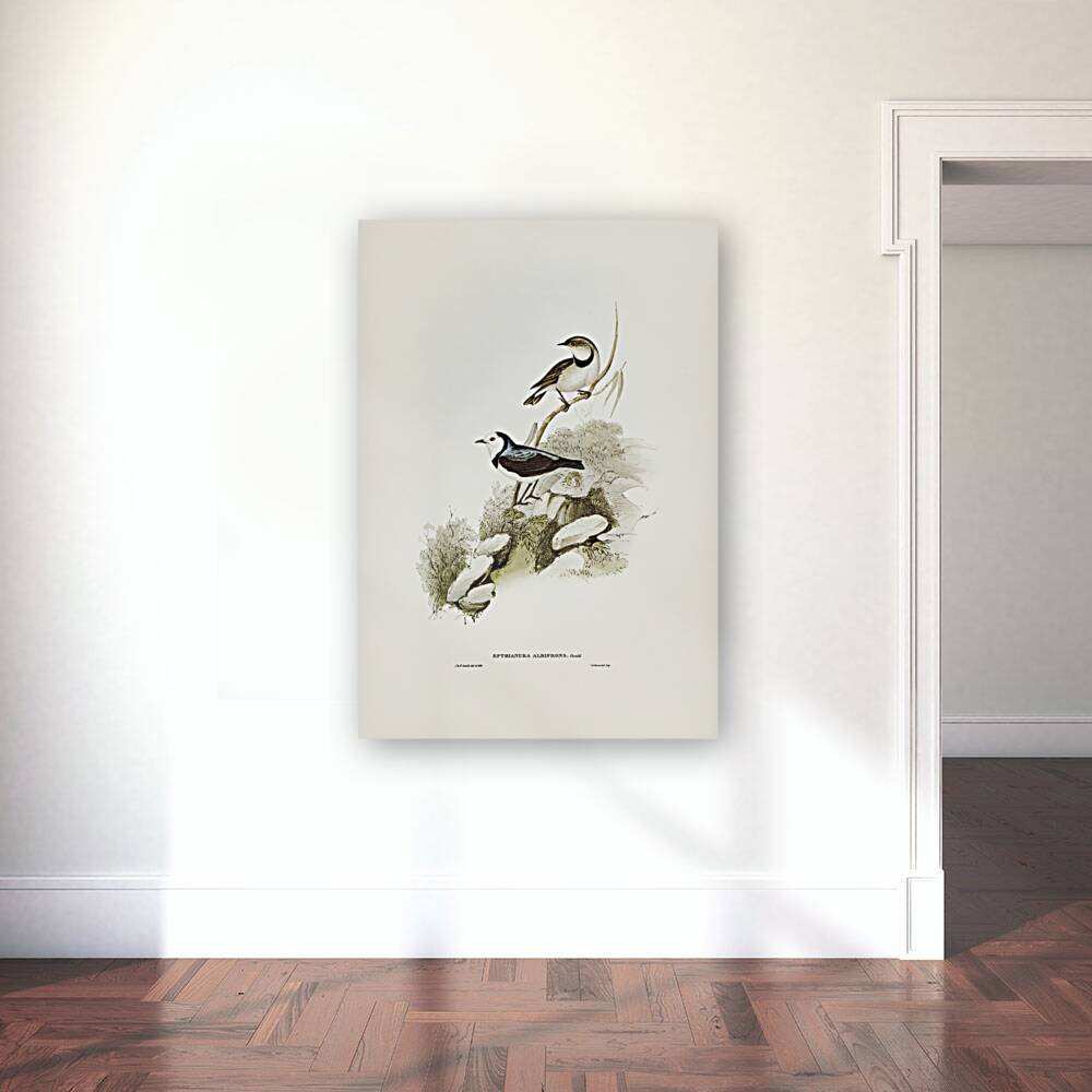 White-fronted chat Ephthianura albifrons illustrated by Elizabeth Gould 1804–1841 for John Gould’s 1804-1881 Birds of Australia  Reproduction