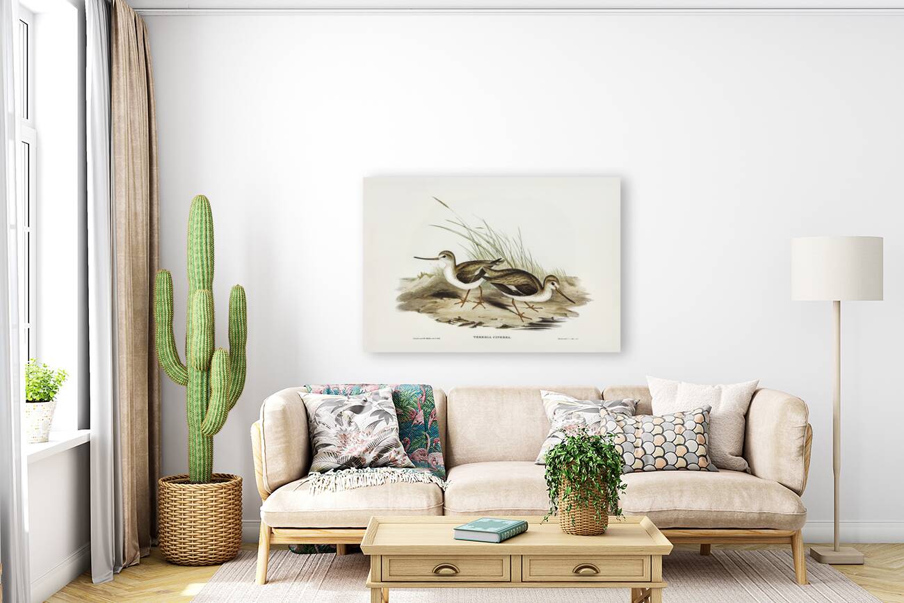 Terek Godwit Terekia cinerea illustrated by Elizabeth Gould 1804–1841 for John Gould’s 1804-1881 Birds of Australia  Reproduction