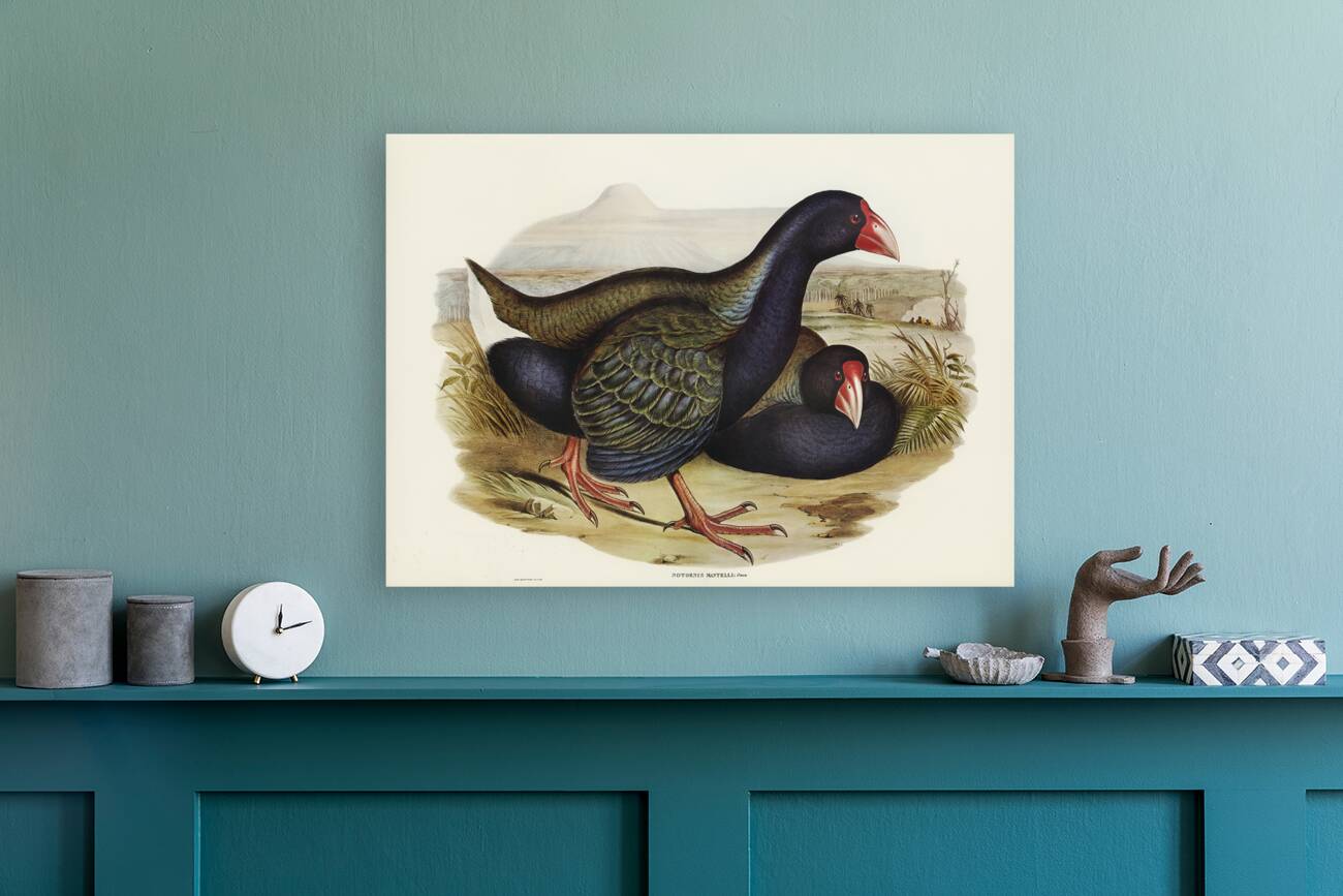 Notornis Notornix Mantelli illustrated by Elizabeth Gould 1804–1841 for John Gould’s 1804-1881 Birds of Australia  Reproduction