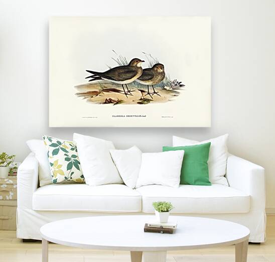 Oriental Pratincole Glareola Orientalis illustrated by Elizabeth Gould 1804–1841 for John Gould’s 1804-1881 Birds of Australia  Reproduction