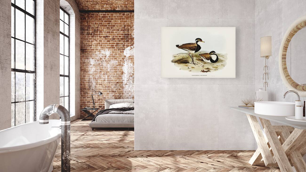 Black-breasted Pewit Sarciophorus pectoralis illustrated by Elizabeth Gould 1804–1841 for John Gould’s 1804-1881 Birds of Australia  Reproduction