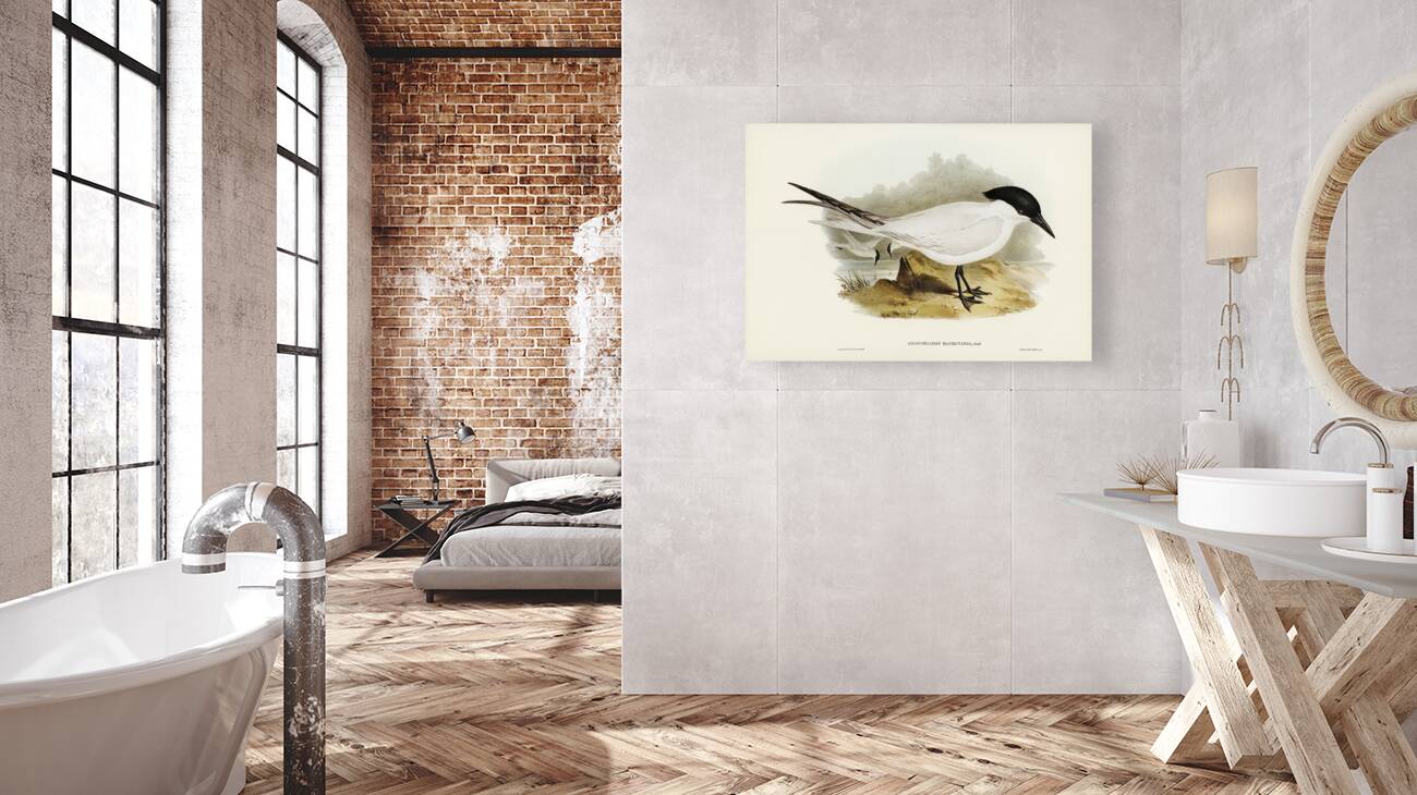 Great-footed Tern Gelochelidon macrotarsa illustrated by Elizabeth Gould 1804–1841 for John Gould’s 1804-1881 Birds of Australia  Reproduction