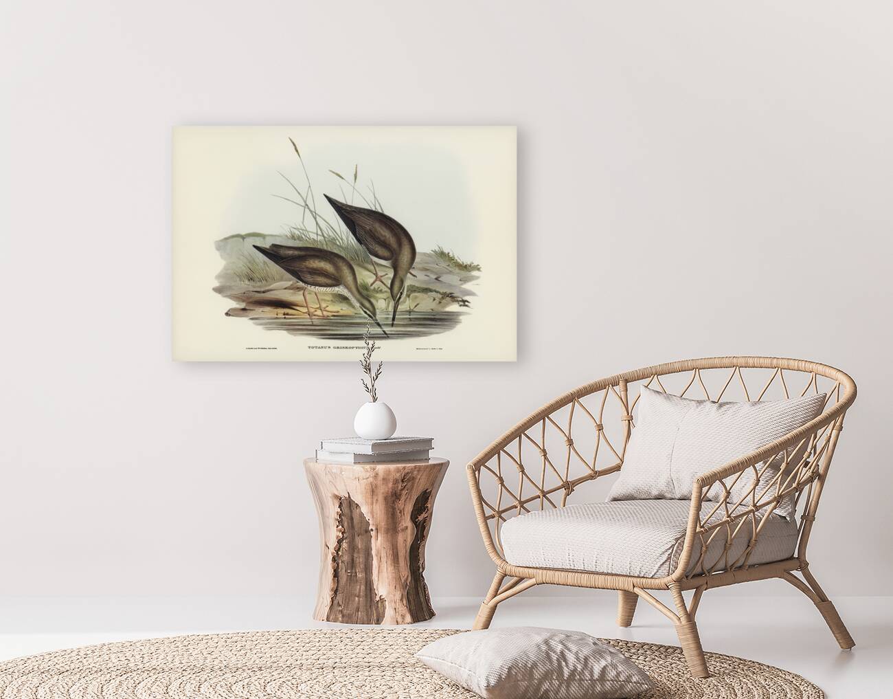 Grey-rumped Sandpaper Totanus griseopygius illustrated by Elizabeth Gould 1804–1841 for John Gould’s 1804-1881 Birds of Australia  Reproduction