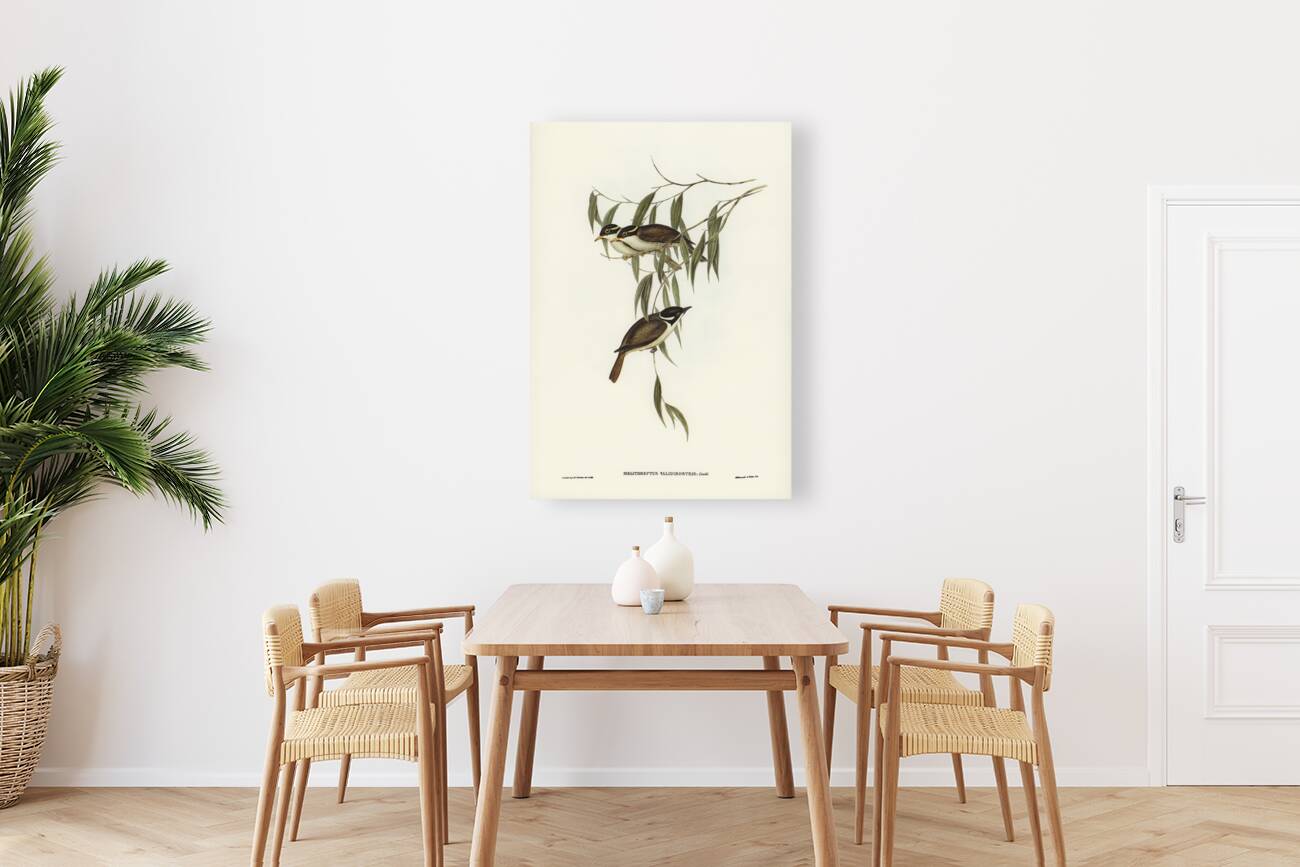 Strong-billed Honey-eater Melithreptus validirostris illustrated by Elizabeth Gould 1804–1841 for John Gould’s 1804-1881 Birds of Australia  Reproduction